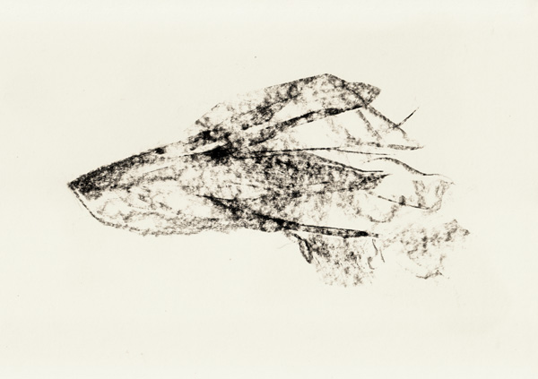 Dog - © Tim Catinat, all right reserved