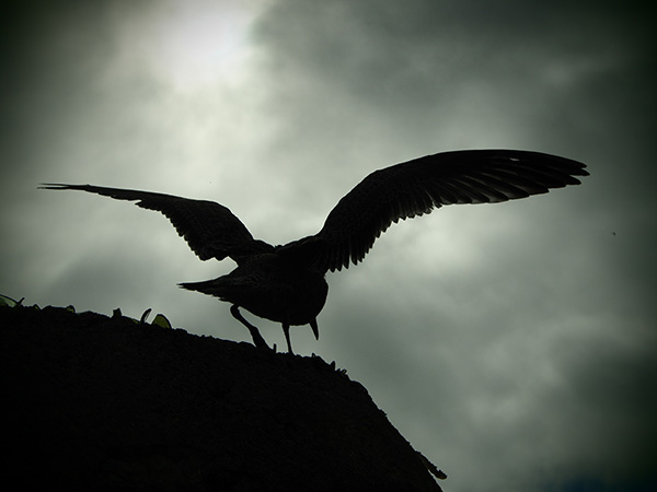 © Tim Catinat, all right reserved