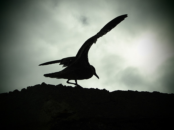 © Tim Catinat, all right reserved