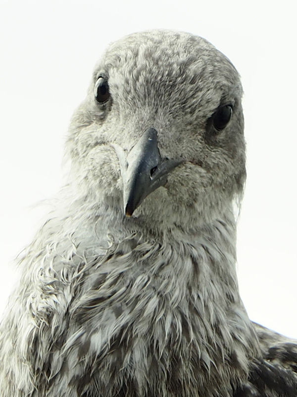 © Tim Catinat, all right reserved