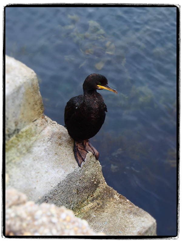 © Tim Catinat, all right reserved