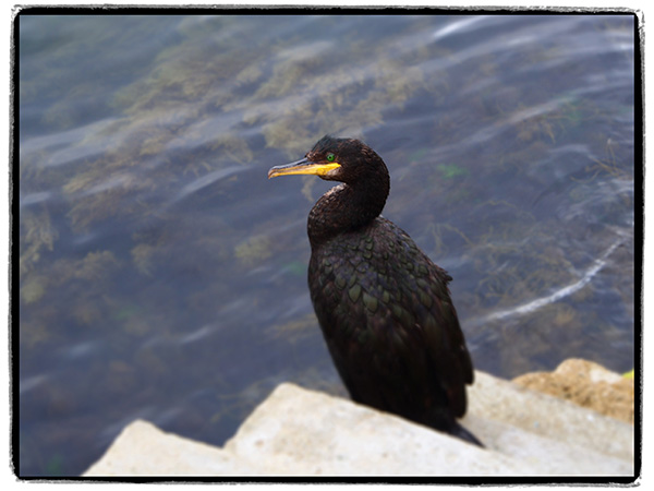 © Tim Catinat, all right reserved