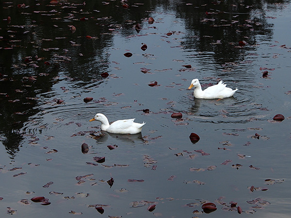 © Tim Catinat, all right reserved