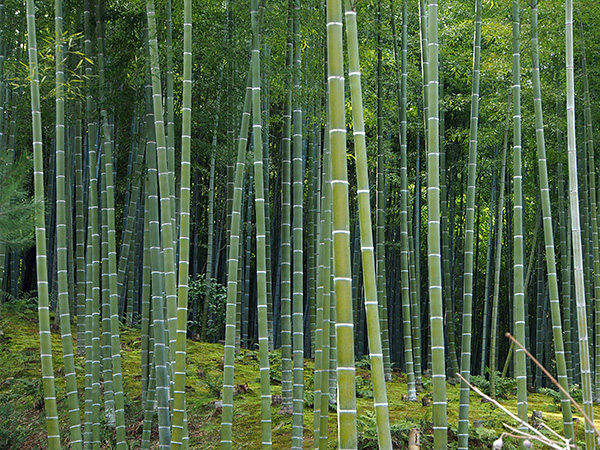 © Tim Catinat, all right reserved