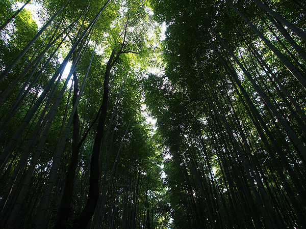 © Tim Catinat, all right reserved