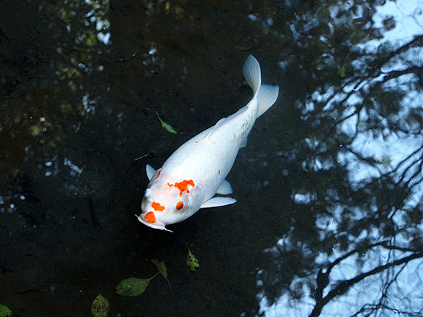 © Tim Catinat, all right reserved