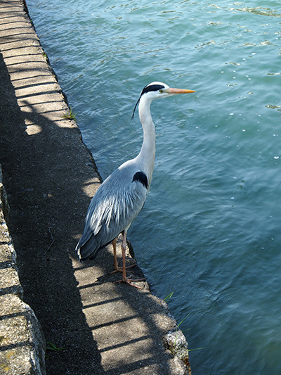 © Tim Catinat, all right reserved