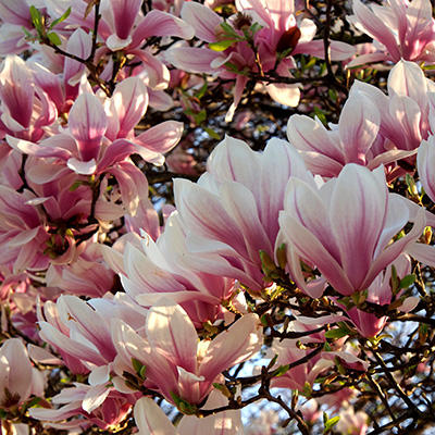 © Tim Catinat, all right reserved