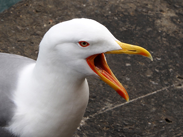 © Tim Catinat, all right reserved